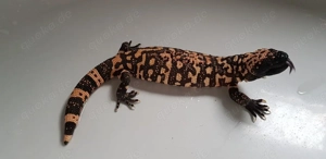 Gilaechse Heloderme suspectum