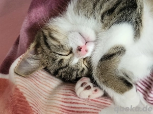 Lieber und verspielter Kater sucht neues Zuhause