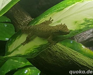 Lepidodactylus lugubris   Jungferngeckos 