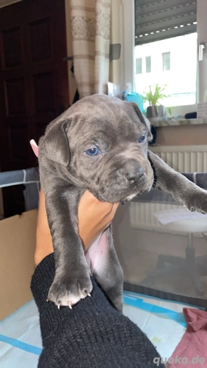 American XL Bully welpen