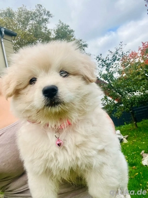 Malipom-Welpen wie Maltipoo (Malteser& Pomeranian Zwergspitz)