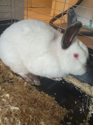 Hase Californischer Riese 