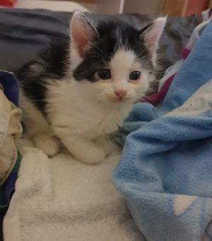 Hauskatzen suchen neues Zuhause  Bild 5