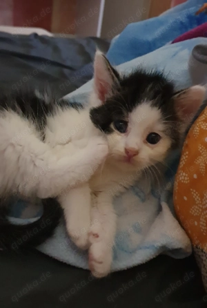 Hauskatzen suchen neues Zuhause  Bild 7