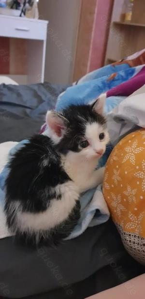 Hauskatzen suchen neues Zuhause  Bild 4