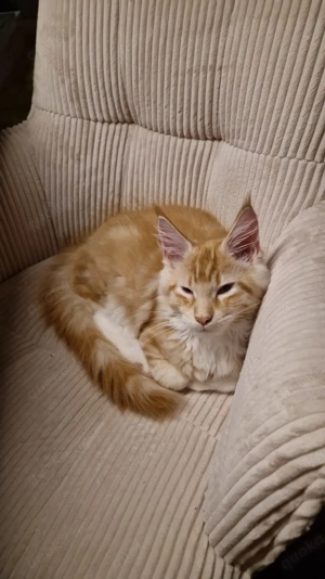 Hübscher Maine coon Kater sucht noch ein liebevolles Zuhause 