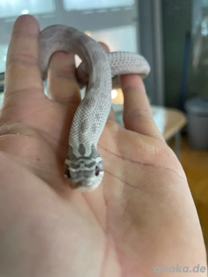 Hakennasennatter (Heterodon nasicus) Weibchen Anaconda Lavender