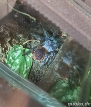 Verschiedene Vogelspinnen  Bild 8