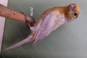 Mexikanischer Karmingimpel, opal+wild, Paar