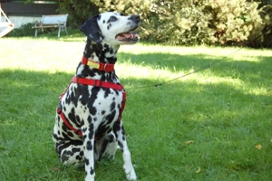 Josy Da, 11 Jahre - Dalmatiner - Tierhilfe Franken e.V. Bild 5