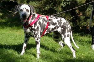 Josy Da, 11 Jahre - Dalmatiner - Tierhilfe Franken e.V. Bild 7