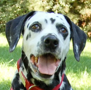 Josy Da, 11 Jahre - Dalmatiner - Tierhilfe Franken e.V. Bild 2