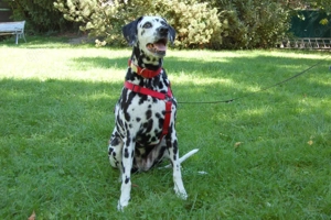 Josy Da, 11 Jahre - Dalmatiner - Tierhilfe Franken e.V. Bild 3