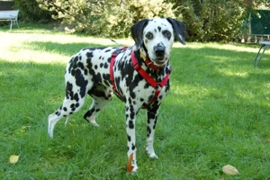 Josy Da - 11 Jahre - Dalmatiner - Tierhilfe Franken e.V. Bild 10