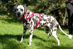 Josy Da, 11 Jahre - Dalmatiner - Tierhilfe Franken e.V. Bild 8