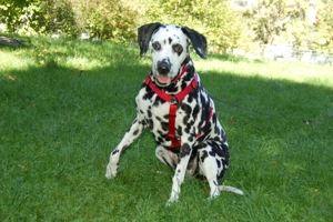 Josy Da, 11 Jahre - Dalmatiner - Tierhilfe Franken e.V. Bild 6