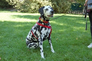 Josy Da - 11 Jahre - Dalmatiner - Tierhilfe Franken e.V. Bild 6