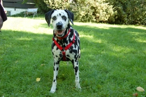 Josy Da, 11 Jahre - Dalmatiner - Tierhilfe Franken e.V. Bild 4