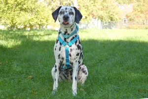 Fiona Da, 8 Jahre - Dalamatiner - Tierhilfe Franken e.V. Bild 3