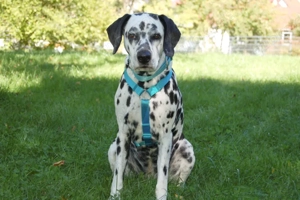 Fiona Da, 8 Jahre - Dalamatiner - Tierhilfe Franken e.V.