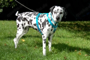 Fiona Da, 8 Jahre - Dalamatiner - Tierhilfe Franken e.V. Bild 4