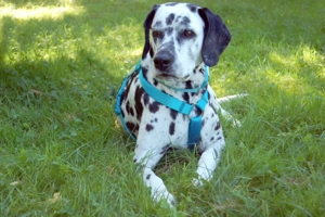 Fiona Da - 8 Jahre - Dalmatiner - Tierhilfe Franken e.V.