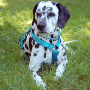 Fiona Da, 8 Jahre - Dalamatiner - Tierhilfe Franken e.V. Bild 2