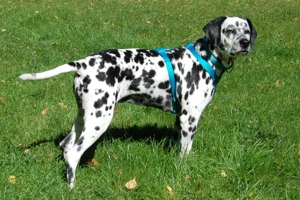 Fiona Da, 8 Jahre - Dalamatiner - Tierhilfe Franken e.V. Bild 9