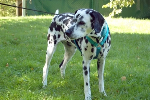 Fiona Da, 8 Jahre - Dalamatiner - Tierhilfe Franken e.V. Bild 6