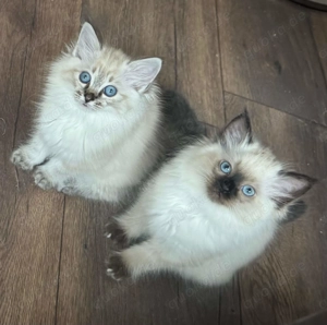 Neva Masquerade x Heilige Birma - Edelmix-Kitten - Seal Lynx Point - ABGABEBEREIT