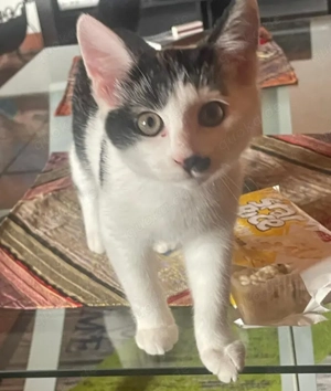 Stupsi, 14 Wochen - Europäisch Kurzhaar - Tierhilfe Franken e.V.