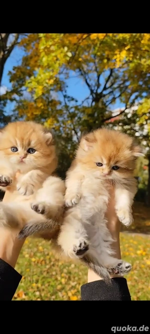 British long haar mit staubaum 