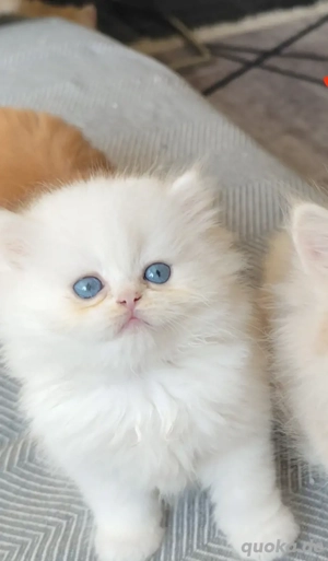 British long haar mit staubaum 