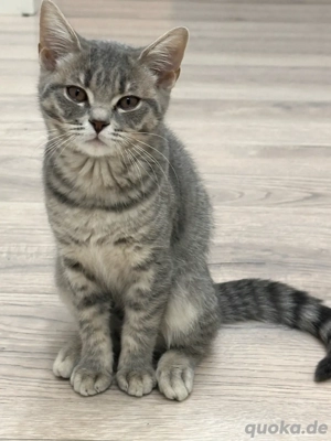 British kurzhar Kitten (mischling)