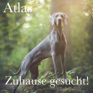 Zuhause gesucht: Wunderschöner Weimaraner-Rüde (5 Jahre), loyal und verschmust