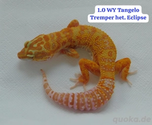 1.1 Leopardgecko Pärchen | Tremper Albino | Eublepharis macularius 