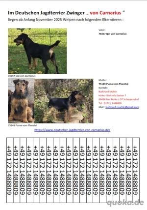 Deutsche Jagdterrier Welpen