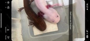 4 Axolotl zu Verkaufen 