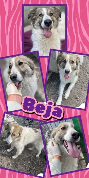 fröhliche, sehr freundliche, liebe, gesellige Hundedame "Beja" sucht ein schönes Zuhause 