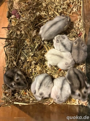 Hamsterbabys 