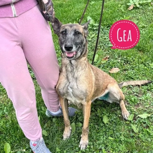 Gea, erwachsene und sehr liebe Belgische Schäferhündin