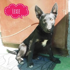 Lexie, kleinere Schöferhund Mischlings Hündin sucht dringend ein Zuhause