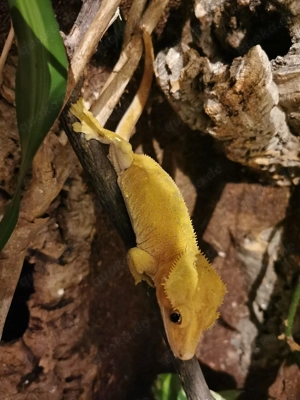 Kronengecko (1.0)   Correlophus ciliatus Männchen abzugeben