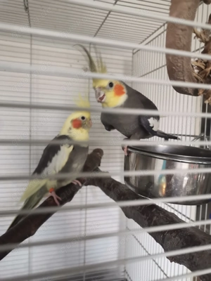 Nymphensittich Pärchen 