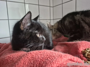 Bkh Ekh 5 monate Bild 5