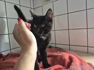 Bkh Ekh 5 monate Bild 2