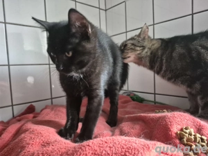 Bkh Ekh 5 monate Bild 3