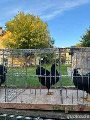 Deutsche Zwerg Wyandotten schwarz Bild 2