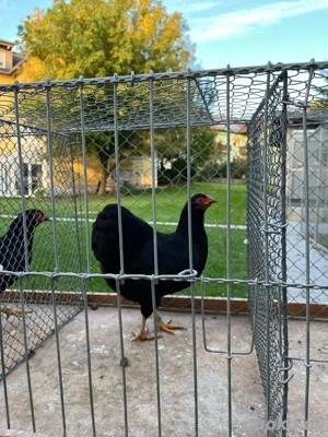 Deutsche Zwerg Wyandotten schwarz Bild 3