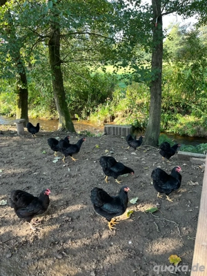 Deutsche Zwerg Wyandotten schwarz Bild 5